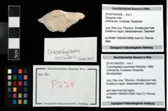 Foto (Objekt + Etikett) von Cracensigillatus acutirostris (Moericke, 1889)  (NHMW-GEO-2014-0194-0228)